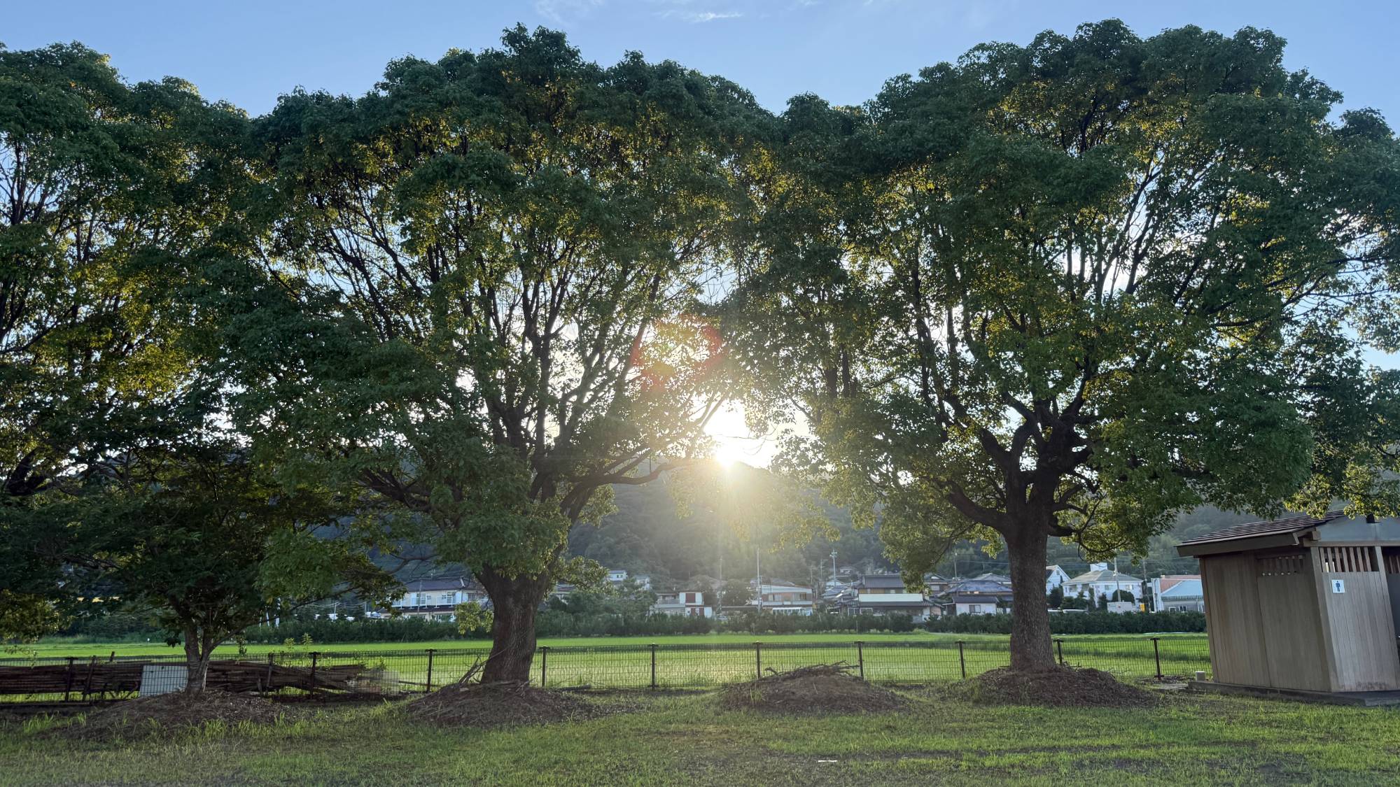 海岸から、となりの公園ごしに見た夕日。大きな木のあいだから、山のほうへしずむ光がさしこんでいる
